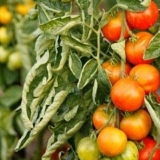 Zašto se listovi paradajza savijaju u stakleniku?